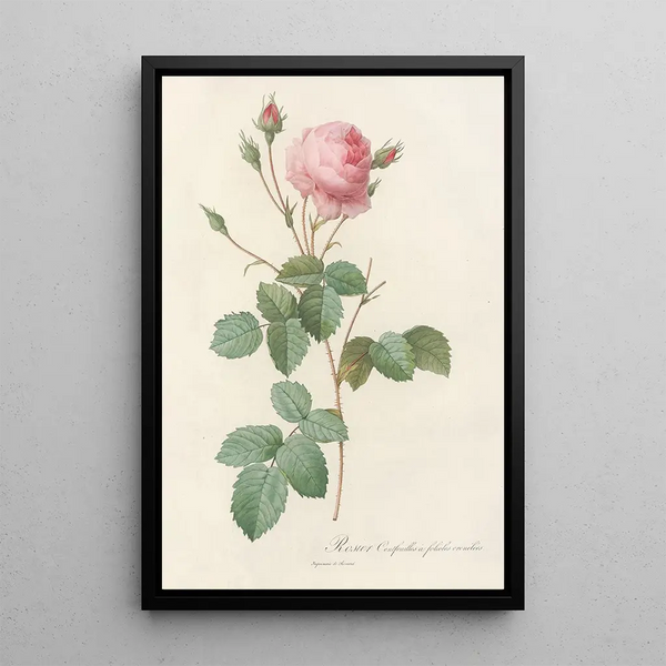 Rosa Centifolia Crenata - Pierre Joseph Redouté — kehystetty taideteos seinällä