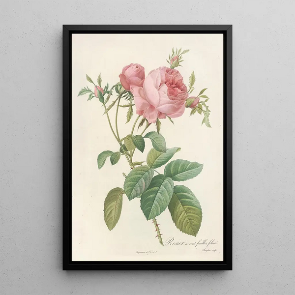 Rosa Centifolia Foliacea - Pierre Joseph Redouté — kehystetty taideteos seinällä