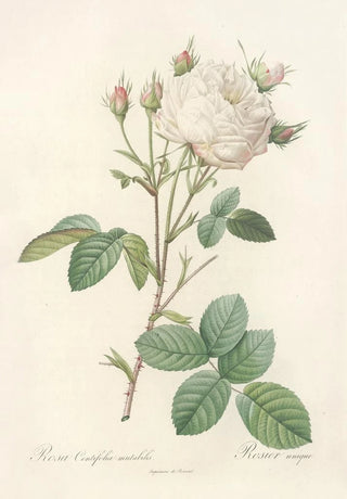 Pierre Joseph Redout - Rosa Centifolia Mutabilis.webp