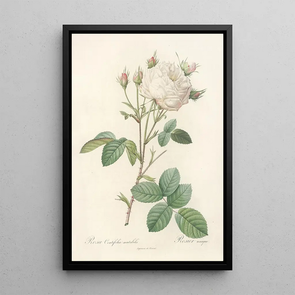 Rosa Centifolia Mutabilis - Pierre Joseph Redouté — kehystetty taideteos seinällä