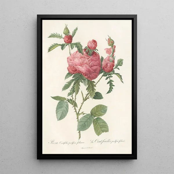 Rosa Centifolia Prolifera Foliacea - Pierre Joseph Redouté — kehystetty taideteos seinällä