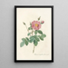 Rosa Centifolia Simplex - Pierre Joseph Redouté — kehystetty taideteos seinällä