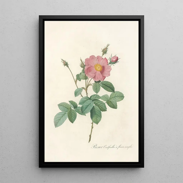 Rosa Centifolia Simplex - Pierre Joseph Redouté — kehystetty taideteos seinällä