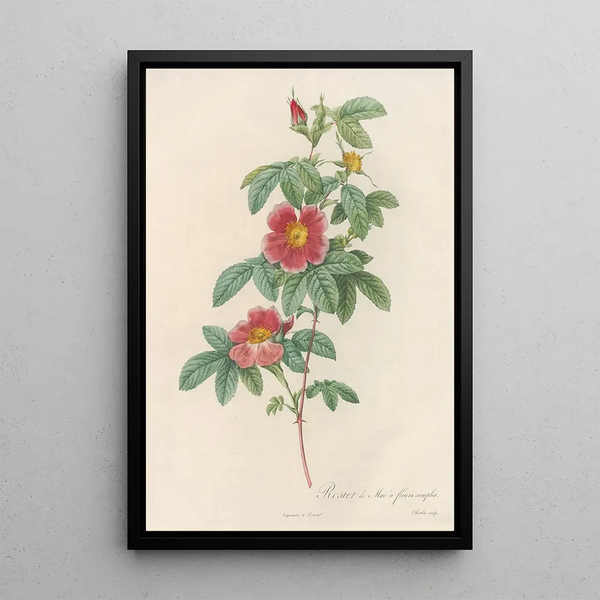 Rosa Cinnamomea Flore Simplici - Pierre Joseph Redouté — kehystetty taideteos seinällä
