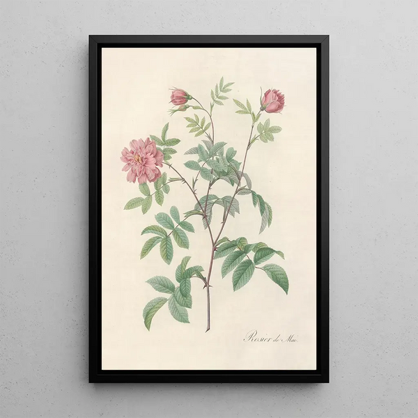 Rosa Cinnamomea Maialis - Pierre Joseph Redouté — kehystetty taideteos seinällä