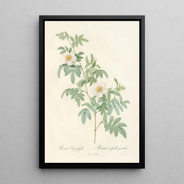 Rosa Clynophylla - Pierre Joseph Redouté — kehystetty taideteos seinällä