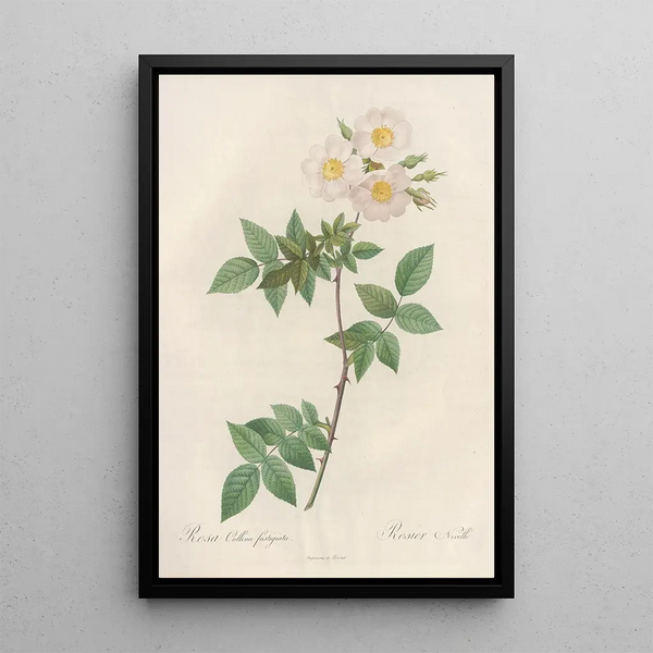 Rosa Collina Fastigiata - Pierre Joseph Redouté — kehystetty taideteos seinällä