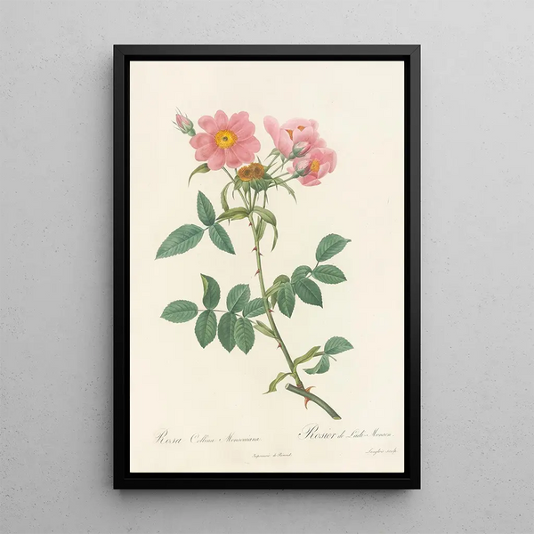 Rosa Collina Monsoniana - Pierre Joseph Redouté — kehystetty taideteos seinällä