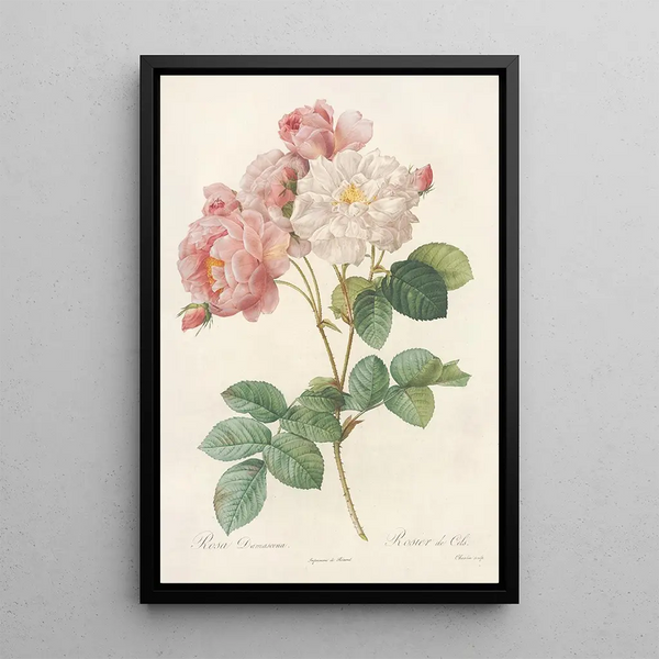 Rosa Damascena - Pierre Joseph Redouté — kehystetty taideteos seinällä