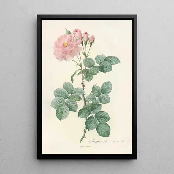 Rosa Damascena Aurora - Pierre Joseph Redouté — kehystetty taideteos seinällä