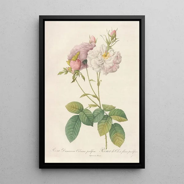 Rosa Damascena Celsiana Prolifera - Pierre Joseph Redouté — kehystetty taideteos seinällä