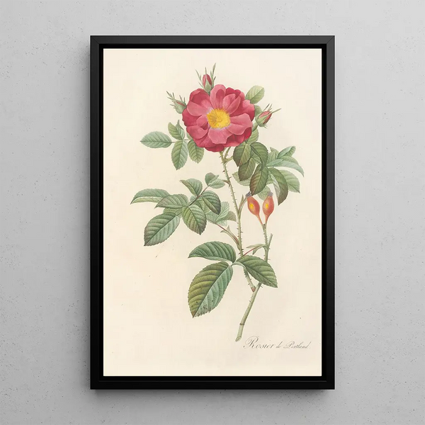 Rosa Damascena Coccinea - Pierre Joseph Redouté — kehystetty taideteos seinällä