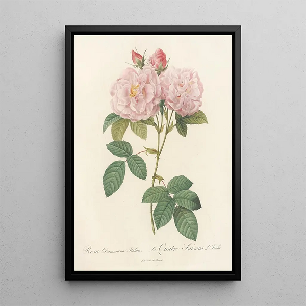 Rosa Damascena Italica - Pierre Joseph Redouté — kehystetty taideteos seinällä