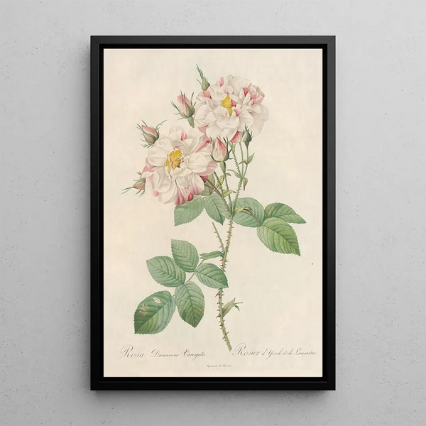 Rosa Damascena Variegata - Pierre Joseph Redouté — kehystetty taideteos seinällä