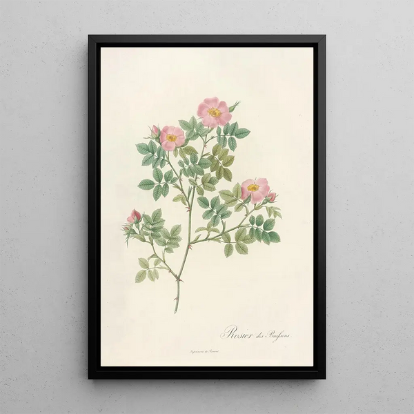 Rosa Dumetorum - Pierre Joseph Redouté — kehystetty taideteos seinällä