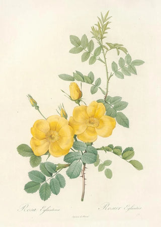 Pierre Joseph Redout - Rosa Eglanteria.webp