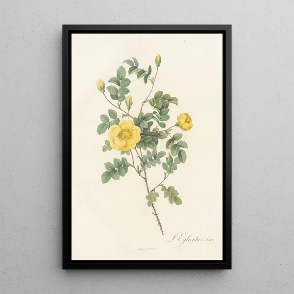 Rosa Eglanteria Luteola - Pierre Joseph Redouté — kehystetty taideteos seinällä