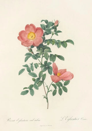 Pierre Joseph Redout - Rosa Eglanteria Sub Rubra.webp
