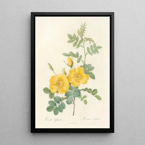 Rosa Eglanteria - Pierre Joseph Redouté — kehystetty taideteos seinällä