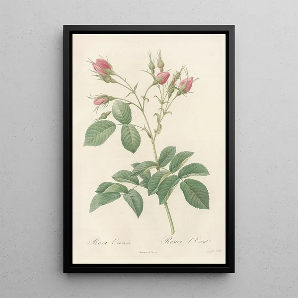 Rosa Evratina - Pierre Joseph Redouté — kehystetty taideteos seinällä