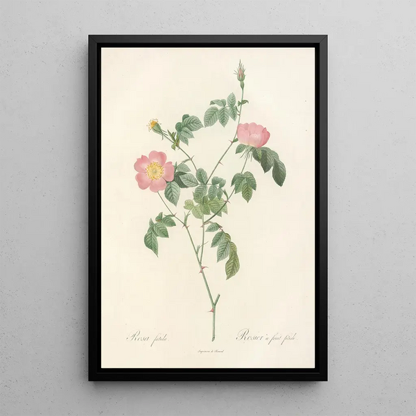 Rosa Foetida - Pierre Joseph Redouté — kehystetty taideteos seinällä