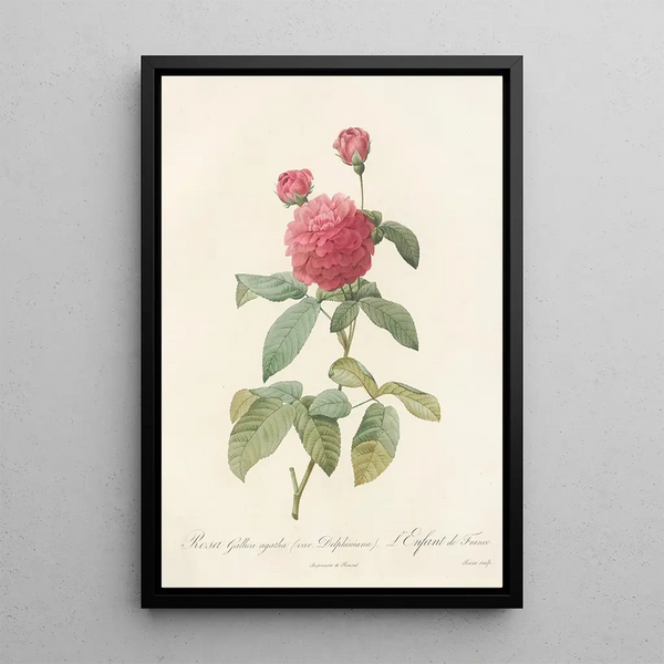 Rosa Gallica Agatha Var Delphiniana - Pierre Joseph Redouté — kehystetty taideteos seinällä