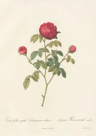 Pierre Joseph Redout - Rosa Gallica Agatha Var Parva Violacea.webp