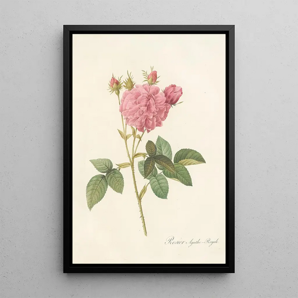 Rosa Gallica Agatha Var Regalis - Pierre Joseph Redouté — kehystetty taideteos seinällä