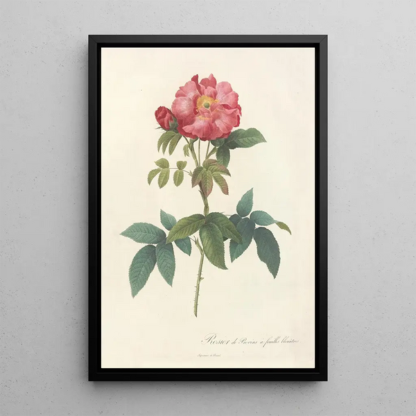 Rosa Gallica Caerulea - Pierre Joseph Redouté — kehystetty taideteos seinällä