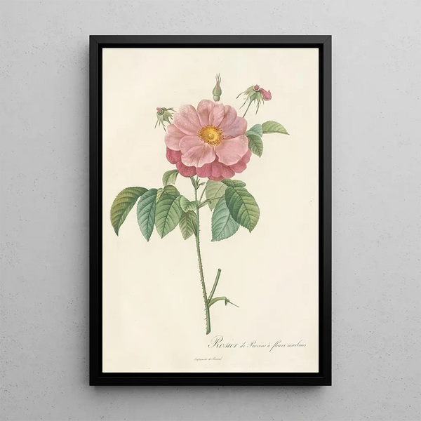 Rosa Gallica Flore Marmoreo - Pierre Joseph Redouté — kehystetty taideteos seinällä