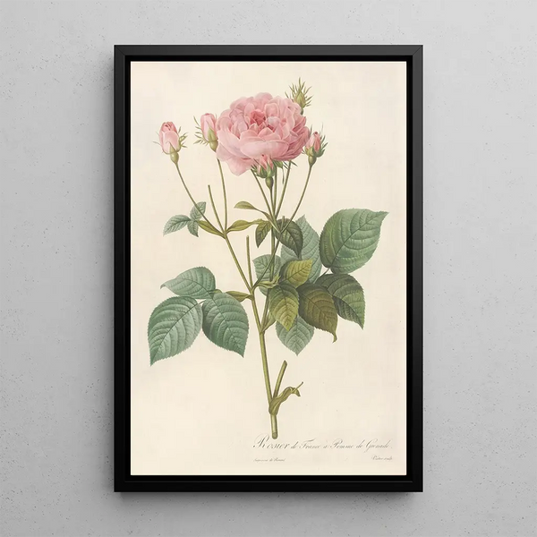 Rosa Gallica Granatus - Pierre Joseph Redouté — kehystetty taideteos seinällä