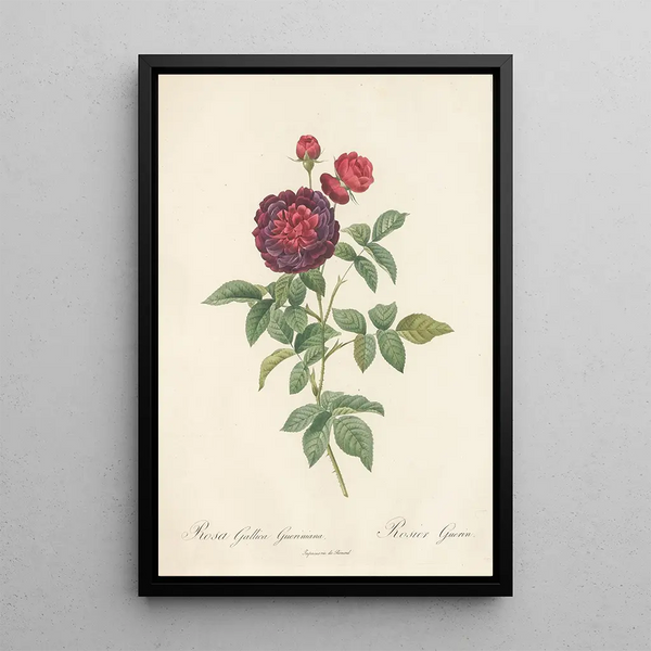 Rosa Gallica Gueriniana - Pierre Joseph Redouté — kehystetty taideteos seinällä