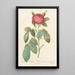 Rosa Gallica Latifolia - Pierre Joseph Redouté — kehystetty taideteos seinällä