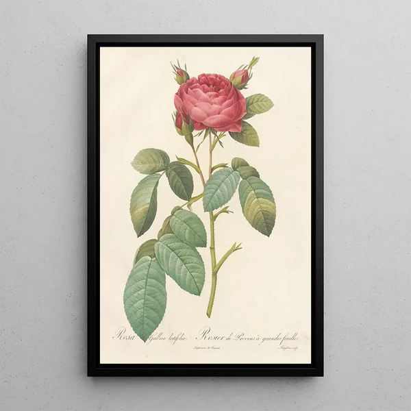 Rosa Gallica Latifolia - Pierre Joseph Redouté — kehystetty taideteos seinällä