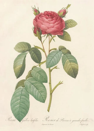 Pierre Joseph Redout - Rosa Gallica Latifolia.webp