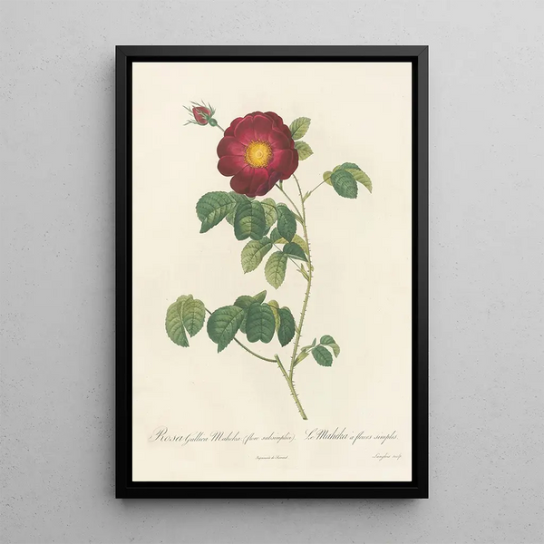 Rosa Gallica Maheka Flore Subsimplici - Pierre Joseph Redouté — kehystetty taideteos seinällä