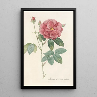 Pierre Joseph Redout - Rosa Gallica Officinalis.webp