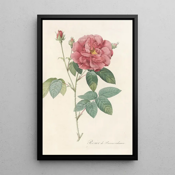 Rosa Gallica Officinalis - Pierre Joseph Redouté — kehystetty taideteos seinällä