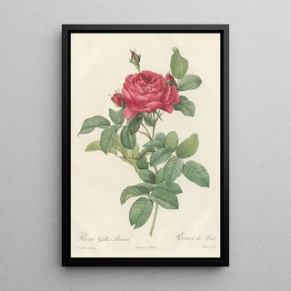 Pierre Joseph Redout - Rosa Gallica Pontiana.webp