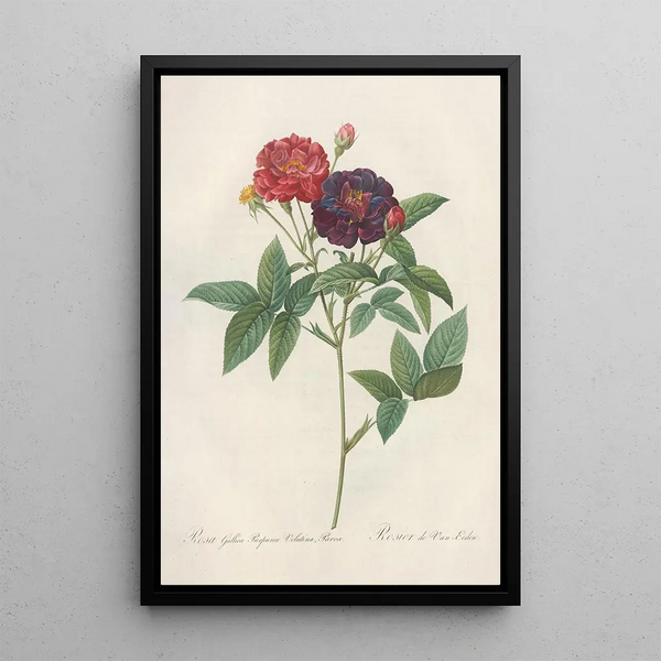 Rosa Gallica Purpurea Velutina - Pierre Joseph Redouté — kehystetty taideteos seinällä