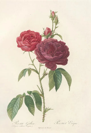 Pierre Joseph Redout - Rosa Gallica Purpuroviolacea Magna.webp