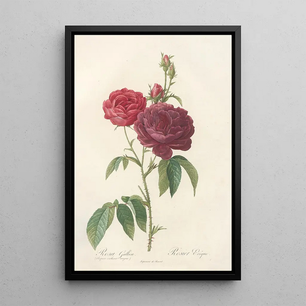 Rosa Gallica Purpuroviolacea Magna - Pierre Joseph Redouté — kehystetty taideteos seinällä