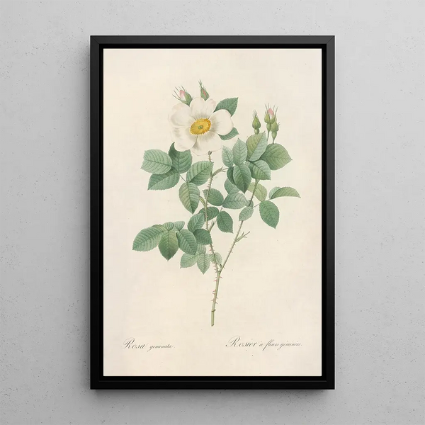 Rosa Geminata - Pierre Joseph Redouté — kehystetty taideteos seinällä