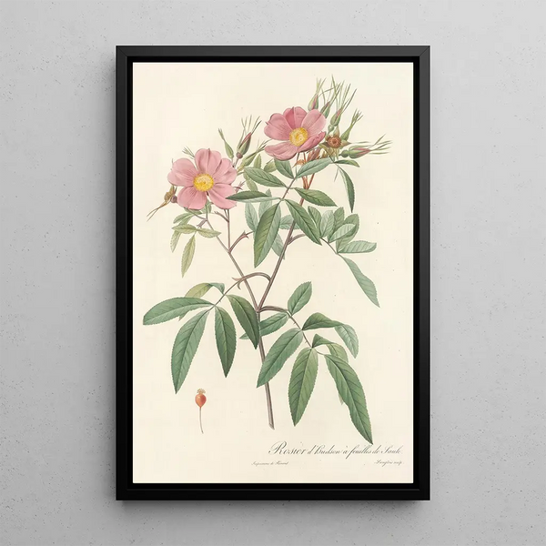 Rosa Hudsoniana Salicifolia - Pierre Joseph Redouté — kehystetty taideteos seinällä