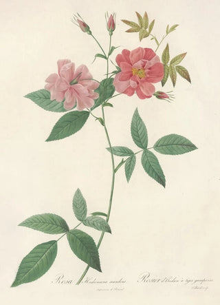 Pierre Joseph Redout - Rosa Hudsoniana Scandens.webp