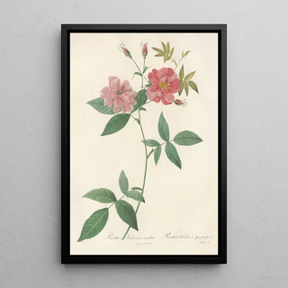 Pierre Joseph Redout - Rosa Hudsoniana Scandens.webp