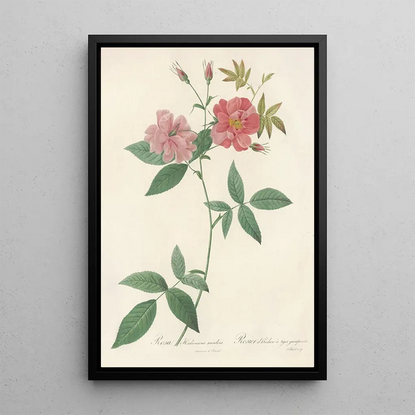 Rosa Hudsoniana Scandens - Pierre Joseph Redouté — kehystetty taideteos seinällä