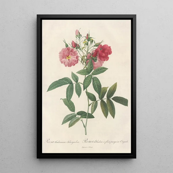 Rosa Hudsoniana Subcorymbosa - Pierre Joseph Redouté — kehystetty taideteos seinällä