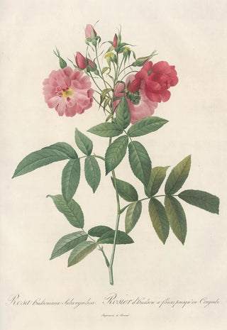 Pierre Joseph Redout - Rosa Hudsoniana Subcorymbosa.webp
