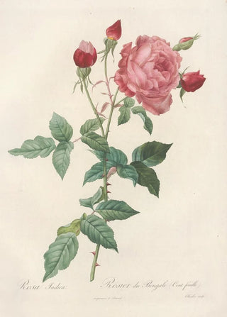 Pierre Joseph Redout - Rosa Indica.webp